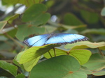 FZ007462 Blue butterfly.jpg